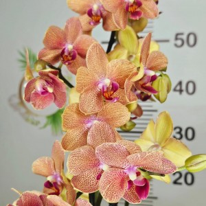 Phalaenopsis  sünnet love